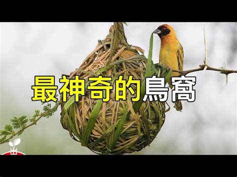 築巢 風水|小鳥築巢帶來好運？